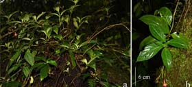 图1：猩红吊石苣苔（Lysionotus coccinus）.jpg