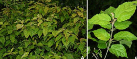 图版1：滨海巴豆Croton kinondonesis G.W.Hu, V.M.Ngumbau & Q.F.Wang.png