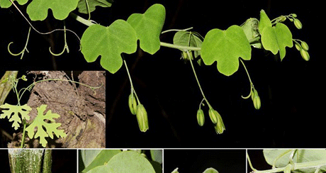 图版1：有棱蒴莲（Adenia angulosa G. W. Hu & Q. F. Wang）.png