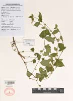 中国科学院武汉植物园植物标本馆